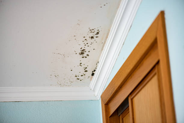 Best Commercial Mold Remediation in Salem, OH