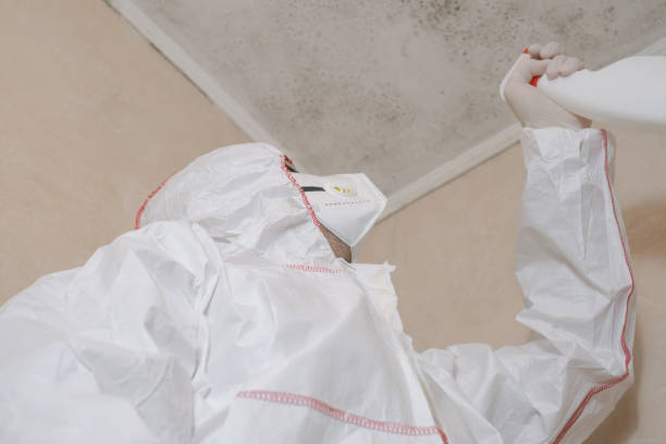 Best White Mold Remediation in Salem, OH