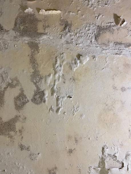 Best Industrial Mold Remediation in Salem, OH
