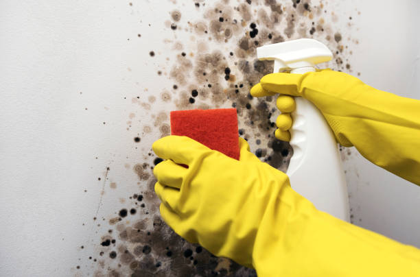 Best Attic Mold Remediation in Salem, OH