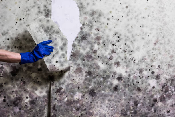 Best Localized Mold Remediation (e.g., coastal areas, humid climates) in Salem, OH