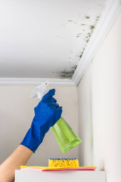 Best Basement Mold Remediation in Salem, OH